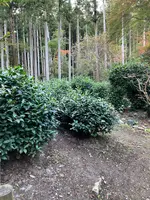 高山寺の写真・動画_image_517441