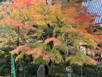 西明寺の写真・動画_image_517464