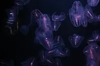 四国水族館の写真・動画_image_518734