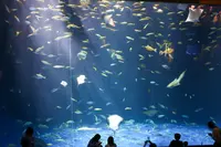 四国水族館の写真・動画_image_518735