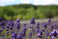 ファーム富田の写真・動画_image_518753