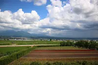 ファーム富田の写真・動画_image_518754