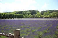 ファーム富田の写真・動画_image_518755