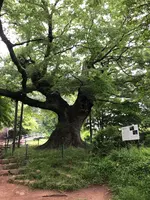 新田神社(太田市)の写真・動画_image_518798