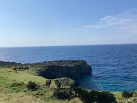 与那国馬風（う）牧場の写真・動画_image_518959