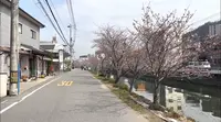 尾道の桜土手の写真・動画_image_519164