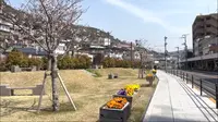 尾道の桜土手の写真・動画_image_519165
