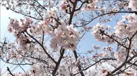 千光寺公園の写真・動画_image_519225