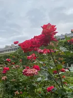 パレ・ロワイヤルの写真・動画_image_520073