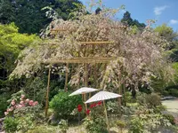 當麻寺中之坊の写真・動画_image_520427