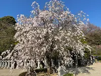 安倍文殊院の写真・動画_image_520439