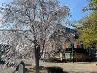安倍文殊院の写真・動画_image_520441