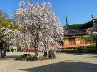 安倍文殊院の写真・動画_image_520447
