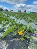 Farm Viltainの写真・動画_image_520862
