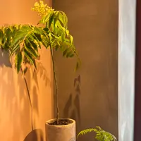 Curry & natural wine ねこちぐらの写真・動画_image_521338