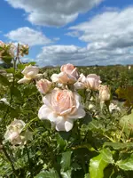 Farm Viltainの写真・動画_image_521449