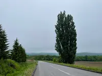 ケンとメリーの木の写真・動画_image_521484