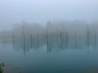 白金青い池の写真・動画_image_521485