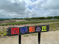 四季彩の丘の写真・動画_image_521528