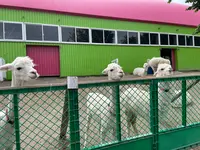 四季彩の丘の写真・動画_image_521529