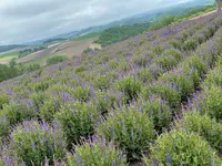 四季彩の丘の写真・動画_image_521530