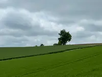 クリスマスツリーの木の写真・動画_image_521531