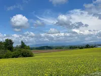 美瑛の写真・動画_image_521611