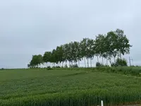 セブンスターの木の写真・動画_image_521661
