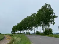 セブンスターの木の写真・動画_image_521662