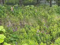 ケンとメリーの木の写真・動画_image_521663