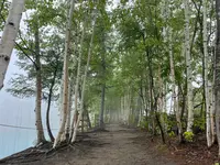 白金青い池の写真・動画_image_521664