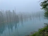白金青い池の写真・動画_image_521665