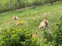 北きつね牧場の写真・動画_image_521717