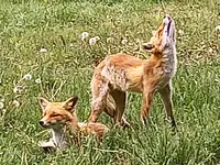 北きつね牧場の写真・動画_image_522233