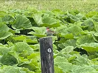 琵琶瀬展望台の写真・動画_image_522310
