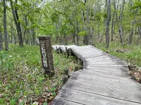 こもれびの階段の写真・動画_image_522319