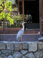 白川一本橋（行者橋）の写真・動画_image_523396