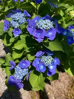 白川疏水通りの写真・動画_image_523404