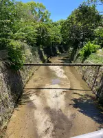 白川疏水通りの写真・動画_image_523405