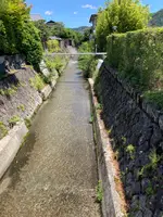 白川疏水通りの写真・動画_image_523407