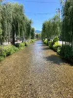 白川疏水通りの写真・動画_image_523408