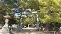 桂濱神社の写真・動画_image_523649