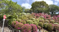 音戸の瀬戸公園の写真・動画_image_523663