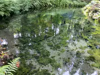 白川水源の写真・動画_image_523992