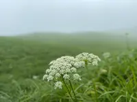 大観峰の写真・動画_image_523994