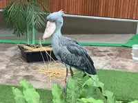 掛川花鳥園の写真・動画_image_524702