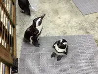 掛川花鳥園の写真・動画_image_524705