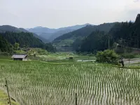四谷千枚田の写真・動画_image_524713