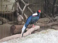 台北市立動物園台湾動物区の写真・動画_image_525576