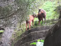 台北市立動物園台湾動物区の写真・動画_image_525577